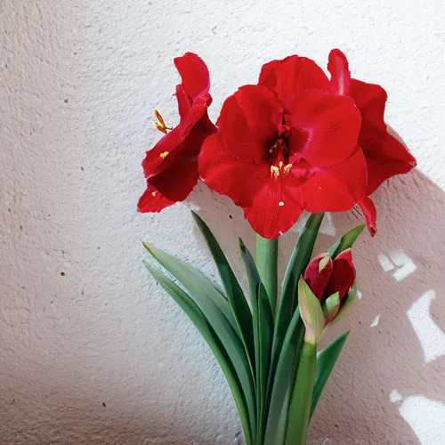 3/1～3/15到着】水やりなしで鮮やかな花が咲く不思議な球根 Season