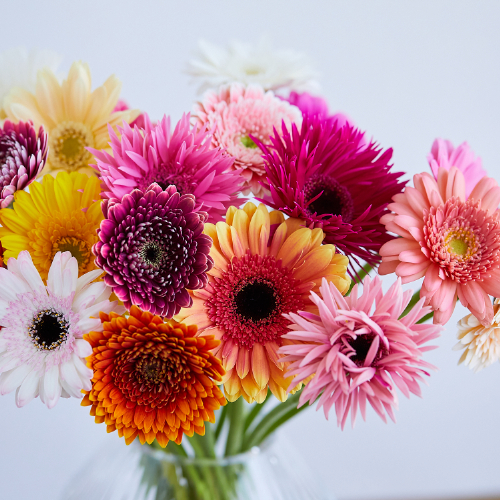 産直】アドアーフローカのガーベラ ミックスミックス20本 | 青山