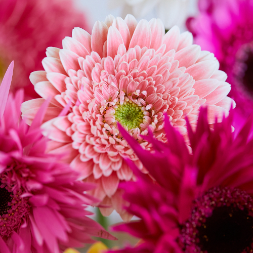 産直】アドアーフローカのガーベラ ミックスミックス20本 | 青山