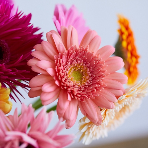 産直】アドアーフローカのガーベラ ミックスミックス20本 | 青山