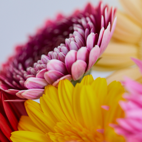 産直】アドアーフローカのガーベラ ミックスミックス20本 | 青山