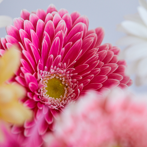 ヒマラヤ　アーユルベーダ　150ml x 2 新品花ちゃん様お取り置き 産直】アドアーフローカのガーベラ ミックスミックス20本 | 青山