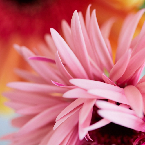 産直】アドアーフローカのガーベラ ミックスミックス20本 | 青山