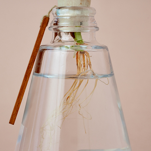 産直】グリーンウォークのサンデリアーナ Aqua Bottle | 青山フラワー