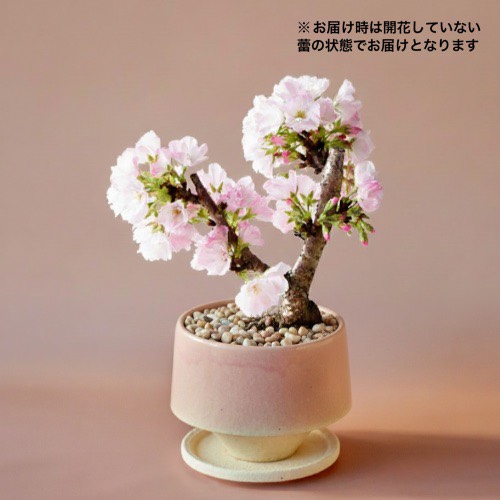市場直送】旭山桜 3寸鉢 | 青山フラワーマーケット｜花束・ギフトの