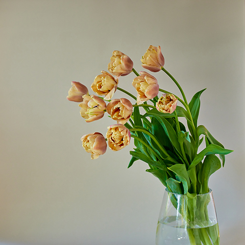 産直】前山のチューリップ 20本アソート | 青山フラワーマーケット