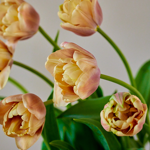 産直】前山のチューリップ「ラ・ベルエポック」 10本 | 青山フラワー