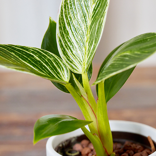 産直】グリーンウォークのフィロデンドロン「バーキン」（ハイドロ