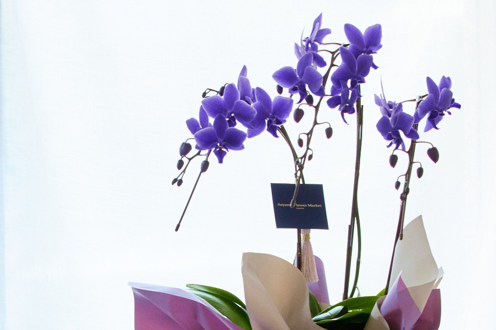 産直】ミディファレノ「Blue Gene（ブルージーン）」3本立ち | 青山