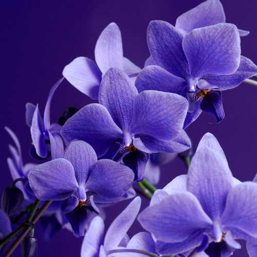 産直】ミディファレノ「Blue Gene（ブルージーン）」3本立ち | 青山