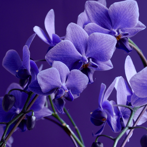 産直】ミディファレノ「Blue Gene（ブルージーン）」3本立ち | 青山