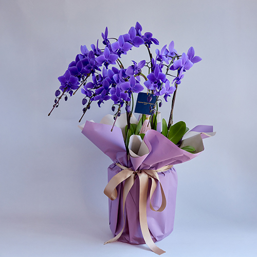 お値下げ済み即決価格✧　青山フラワー✧　エダベース✧ 試しのみの新品同様 青山フラワーマーケット｜花束・ギフトのオンラインショップ