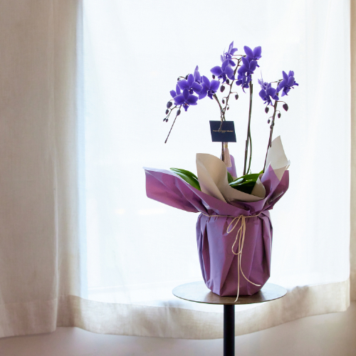 産直】ミディファレノ「Blue Gene（ブルージーン）」3本立ち | 青山