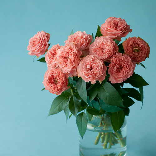 産直】希少！蘭工房の胡蝶蘭「マザーチーク」2本立ち | 青山フラワー