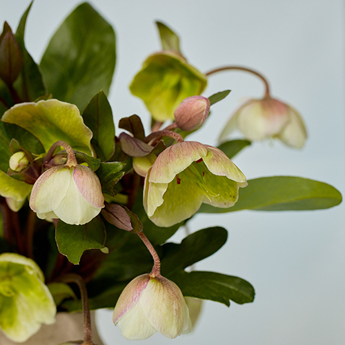 christmasrose」の検索結果 | 青山フラワーマーケット｜花や緑
