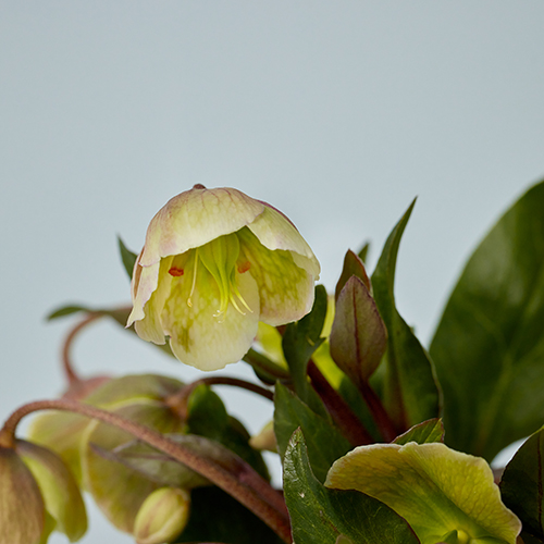 産直】日光園芸のクリスマスローズ「マグニフィセントベル」 5本