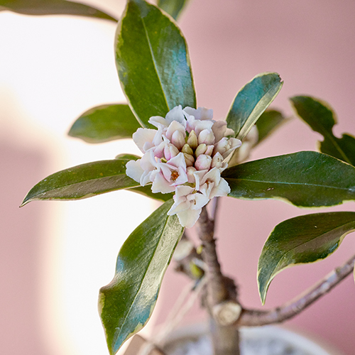 市場直送】沈丁花（ジンチョウゲ）3寸 ピンク系 | 青山フラワー