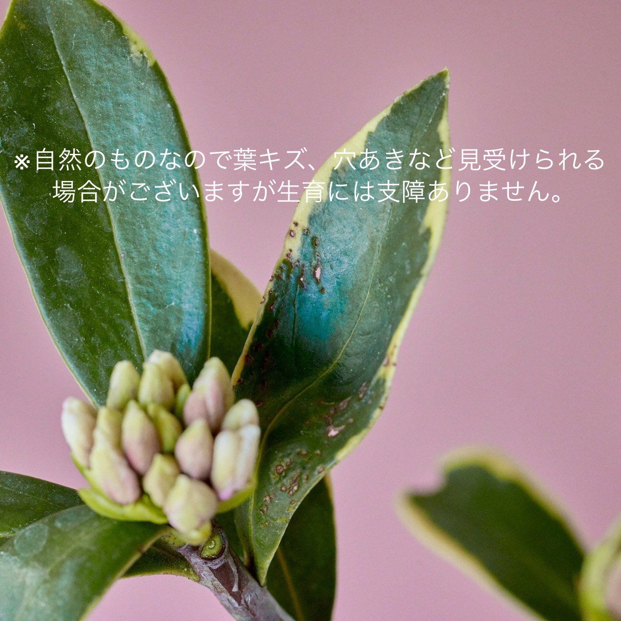 朱塗沈金蝶に花篭手木皿10枚 [B25497] 朱漆七宝繋沈金花鳥漆絵御供飯 文化遺産オンライン