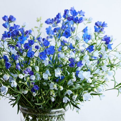 産直】日光園芸のデルフィニウム ブルー水色20本 | 青山フラワー