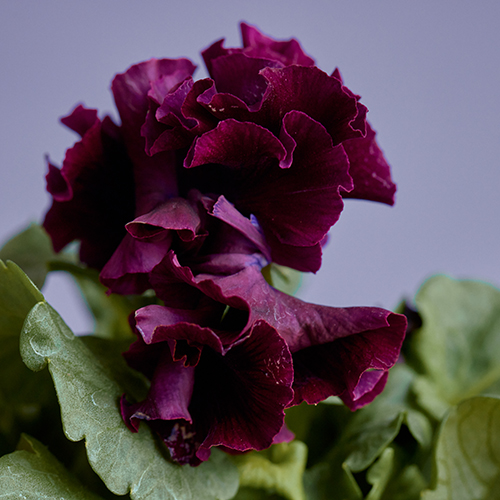 市場直送】サトウ園芸のパンジー 「ドラキュラ」2鉢セット | 青山