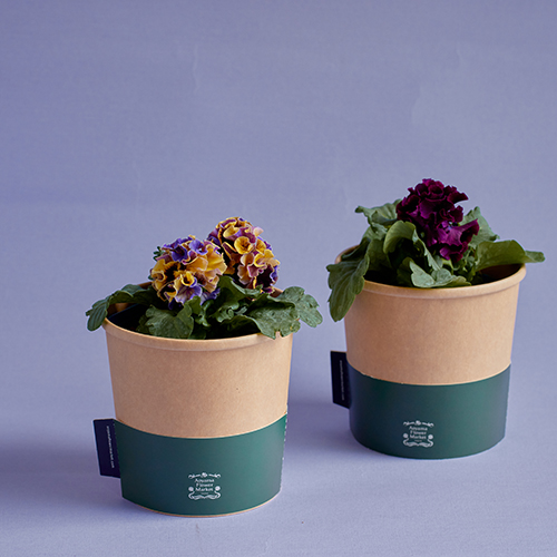 市場直送】サトウ園芸のパンジー 「ドラキュラ」2鉢セット | 青山