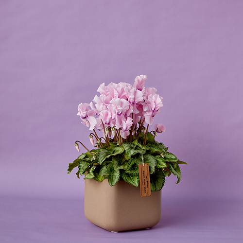 産地直送】育種家・大栄花園のシクラメン「アンシャンテ」4寸 1鉢