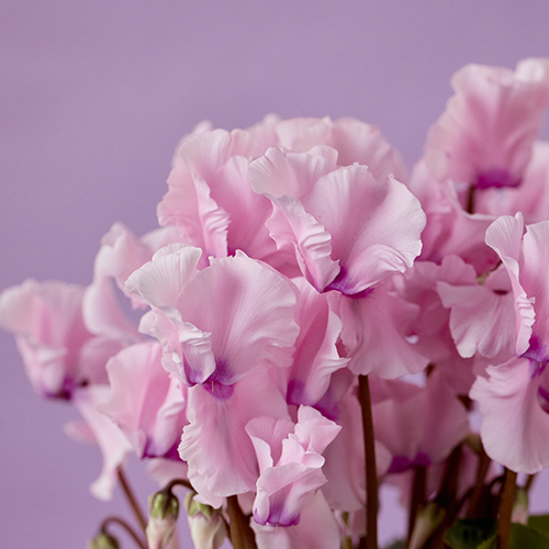 アムニー ORCHID TOP 3枚セットS アムニー ORCHID TOP 3枚セットS