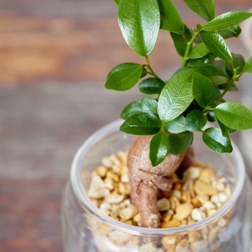 サマーセール。小葉ガジュマル つややかな葉が美しいガジュマル(Gray) | 青山フラワー