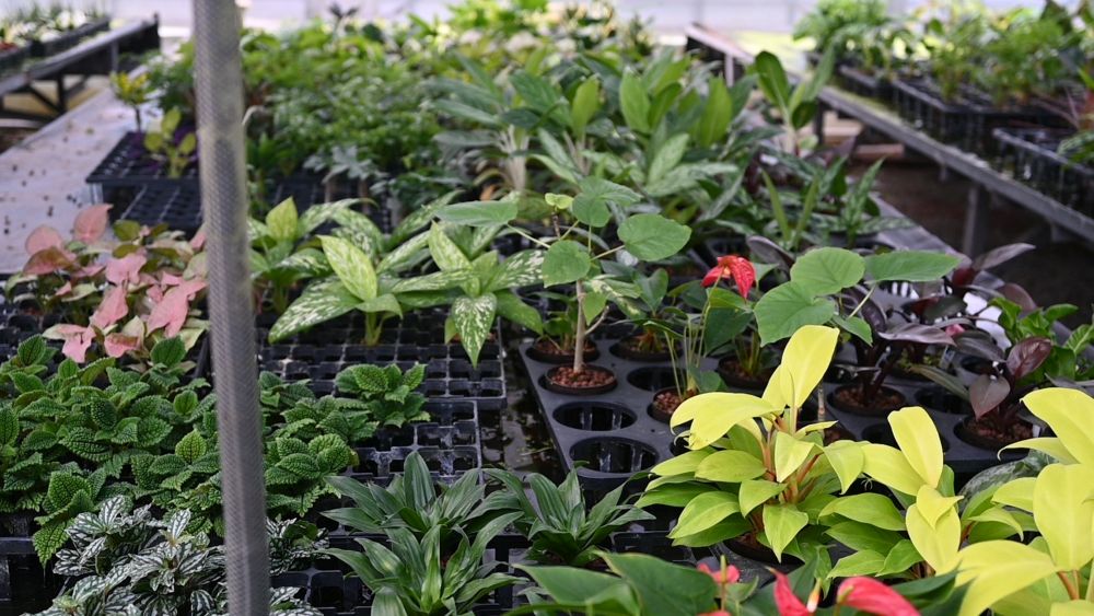 産直】グリーンウォークのガジュマル（STRINGLASS) | 青山