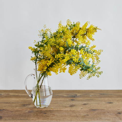 産直】日野洋蘭園のミモザアカシア 5本 | 青山フラワーマーケット