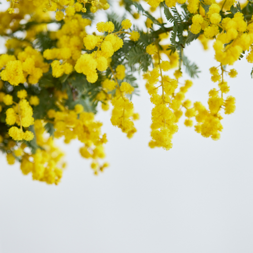 Aoyama EXPRESS】榎本さんのミモザアカシア 5本 | 青山フラワー