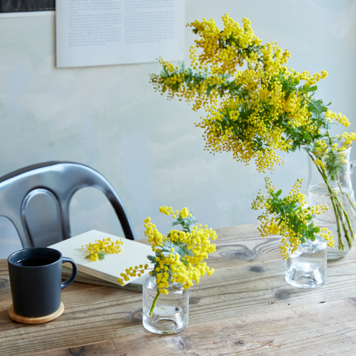 産直】日野洋蘭園のミモザアカシア 5本 | 青山フラワーマーケット