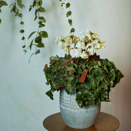 産地直送】育種家・大栄花園のシクラメン「アイスプリンセス」5寸 1鉢