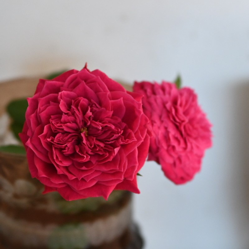 産直】井上バラ園のローズ ピンク系12本 | 青山フラワーマーケット