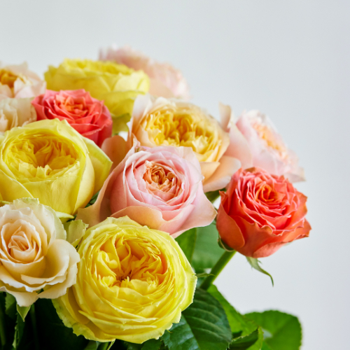 産直】井上バラ園のローズ イエローオレンジ系12本 | 青山フラワー