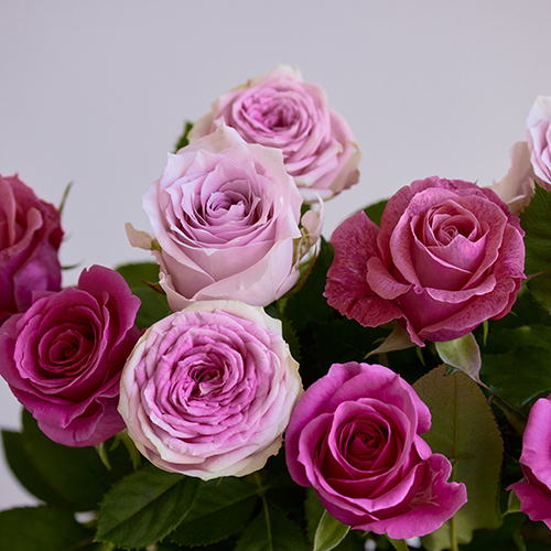 産直】井上バラ園のローズ ピンク系12本 | 青山フラワーマーケット