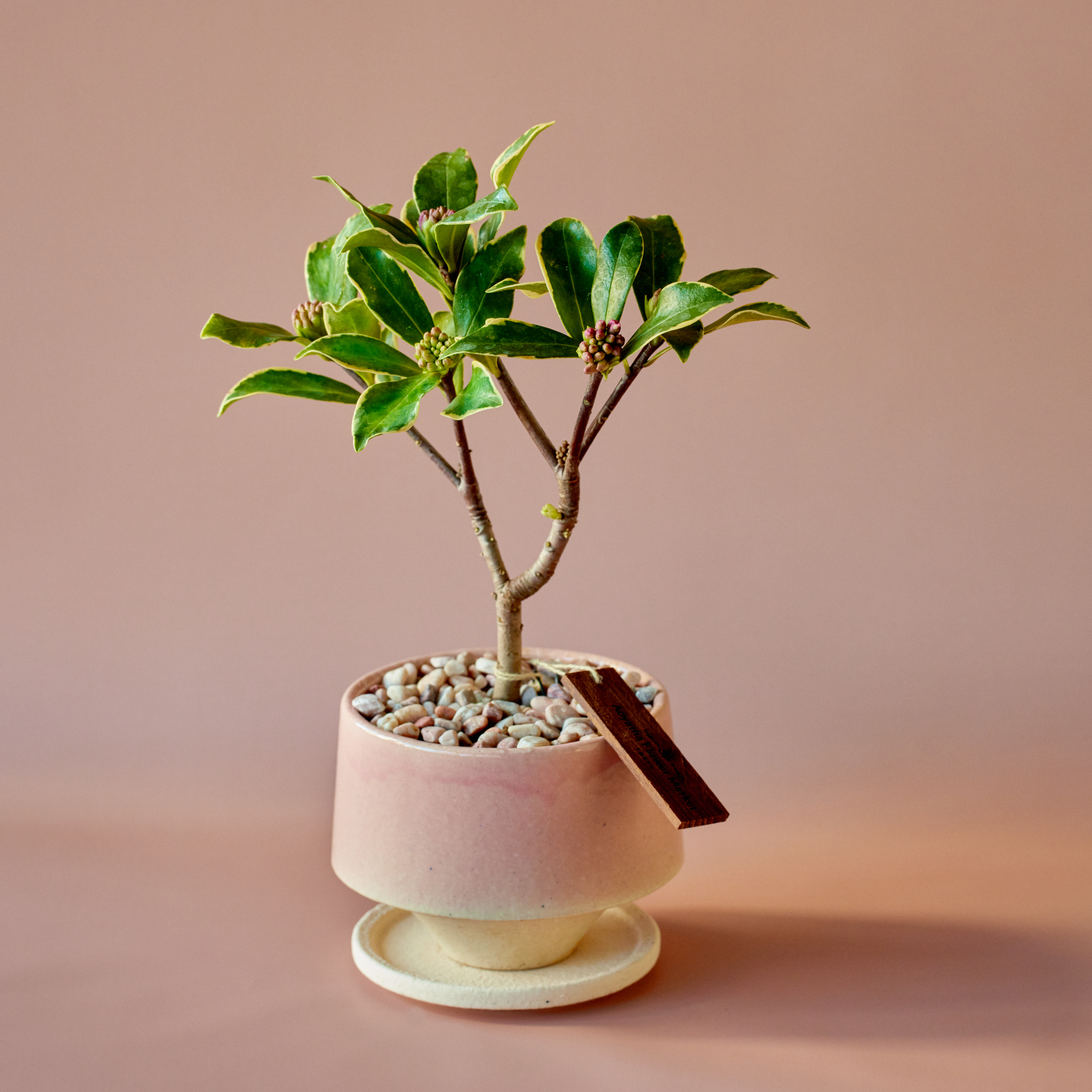 市場直送】沈丁花（ジンチョウゲ）3寸 ピンク系 | 青山フラワー