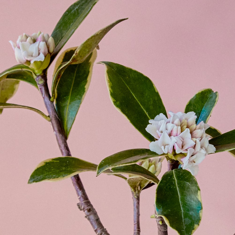 沈丁花ページ② 沈丁花ページ② 沈丁花ページ② 沈丁花ページ② 沈丁花｜石木花｜SEKIBOKKA