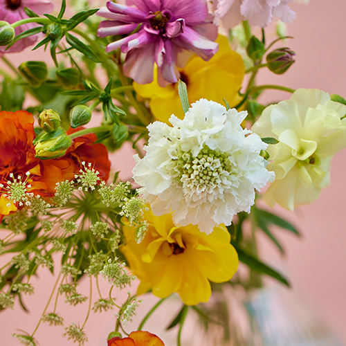 産直】金井園芸のスプリングアソート カラフルミックス | 青山フラワー