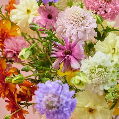 産直】金井園芸のスプリングアソート カラフルミックス | 青山フラワー