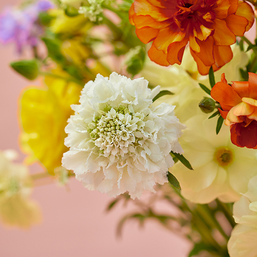 産直】金井園芸のスプリングアソート イエローオレンジ系 | 青山