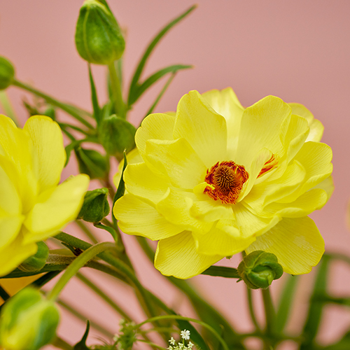 産直】金井園芸のスプリングアソート イエローオレンジ系 | 青山