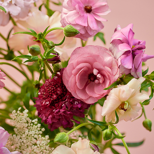 産直】金井園芸のスプリングアソート ピンク系 | 青山フラワー
