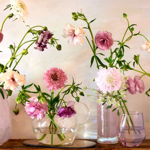 産直】金井園芸のスプリングアソート ピンク系 | 青山フラワー