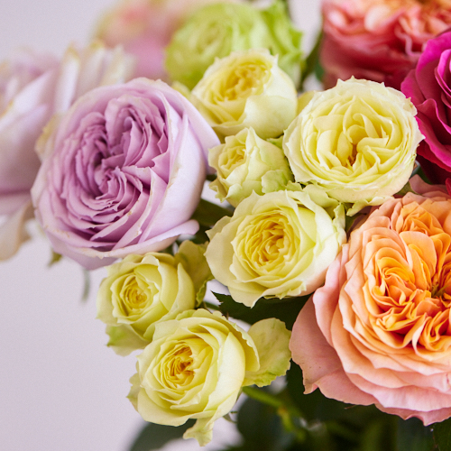 産直】神生バラ園のおまかせ6種類×3本（18本アソート） | 青山