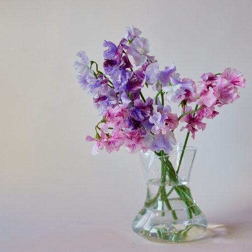 産直】送料込み！木村農園のスイートピー かすみシリーズ3種 15本