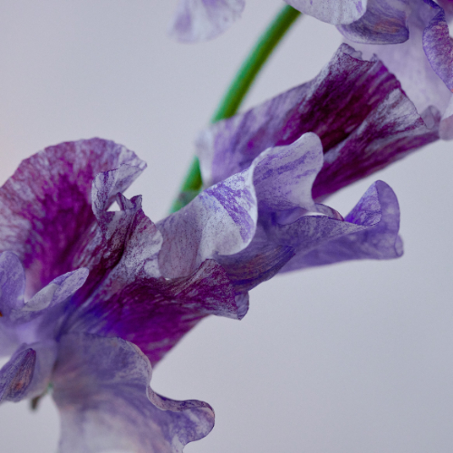 産直】送料込み！木村農園のスイートピー かすみシリーズ3種 15本