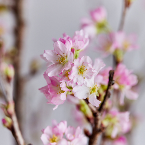 産地直送:シーズン　今楽しみたい、旬を感じる季節の花々