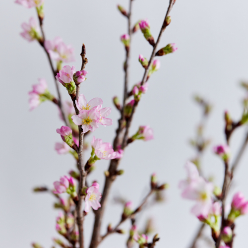 産直】JA全農山形の啓翁桜（10本） | 青山フラワーマーケット｜花束
