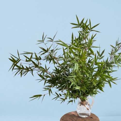 産直】丸福清花園の金明笹 80cm 5本（オリジナル短冊付き） | 青山